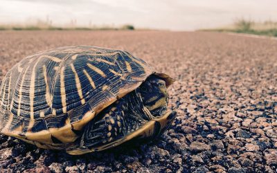 What makes a snapshot a photograph?