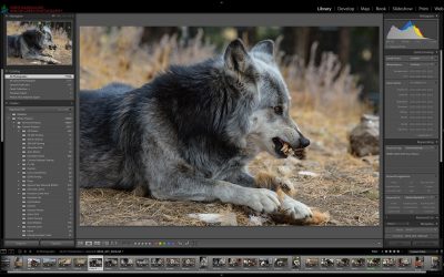 Adobe Lightroom Basics