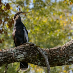 Kayaking Weeki Wachee