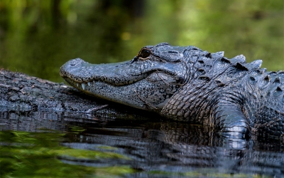Kayaking with Wildlife
