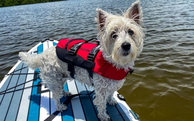 Pets onboard need Life Jackets too!