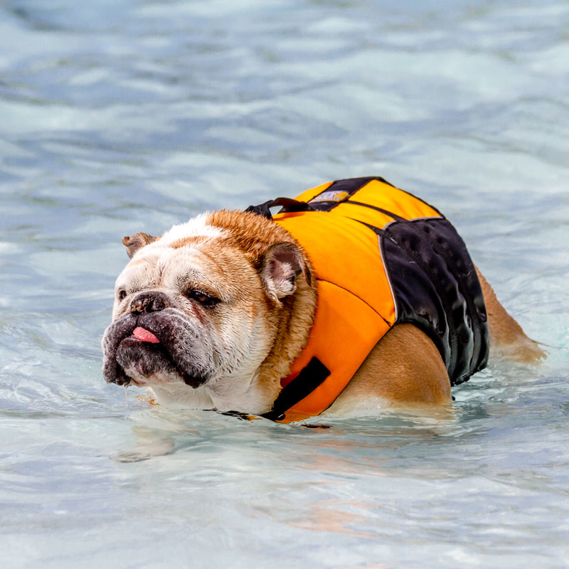 Dogs Swimming in Public Pool