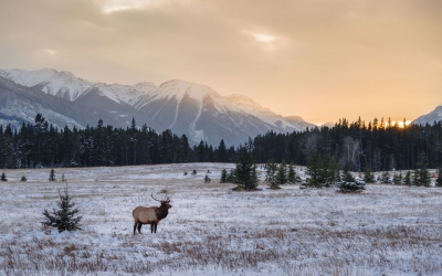 Gun Safety Tips for Big Game Hunting in the US