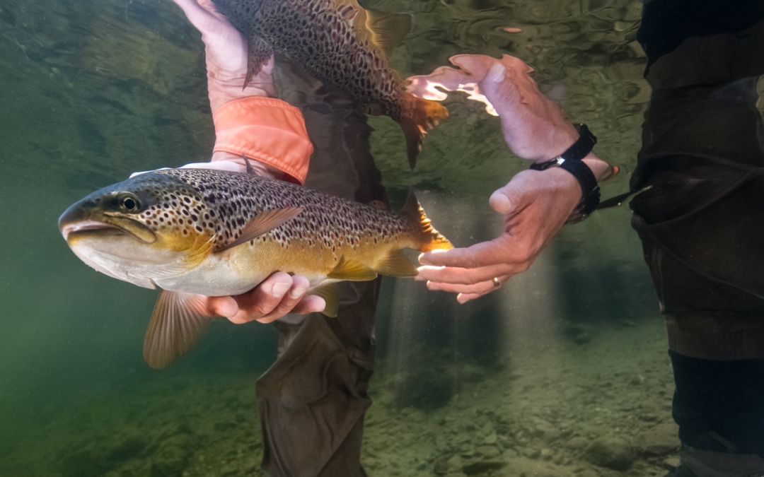 5 Important Things to Have on a Fishing Trip