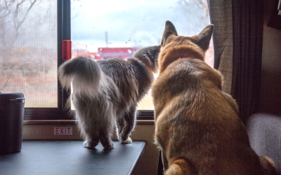 Waggle RV Pet Safety Monitor Review