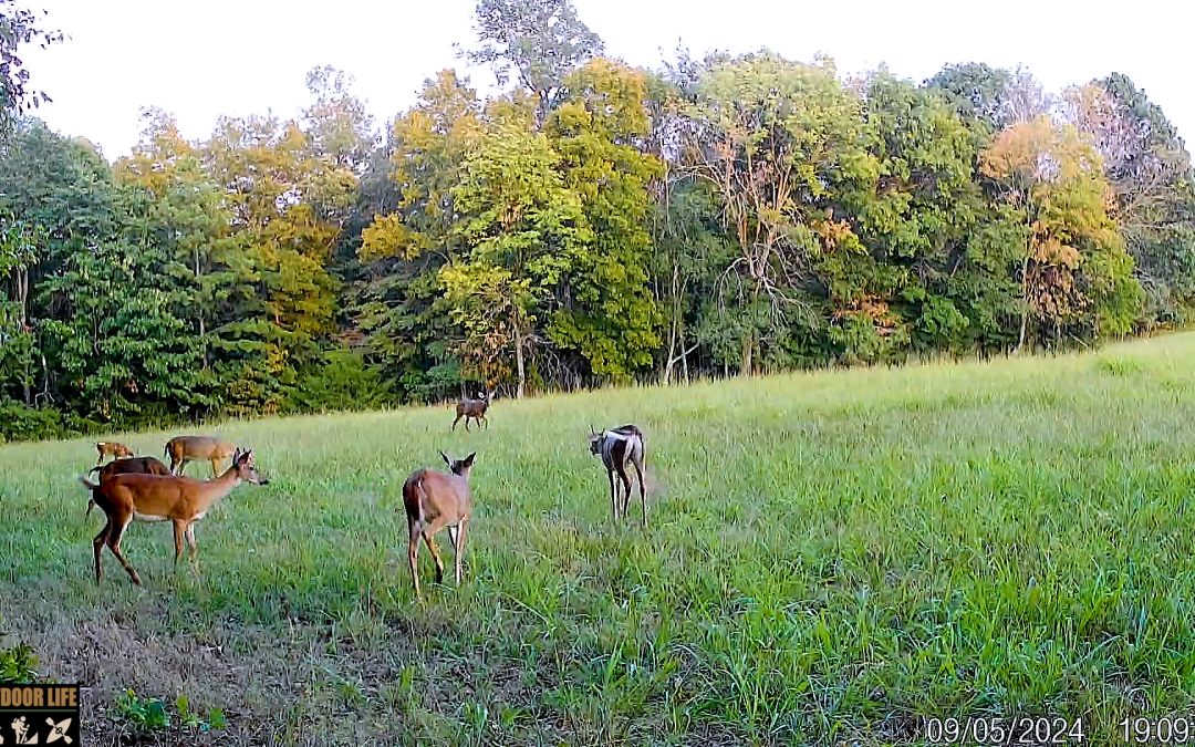 Arkansas White-tailed Deer