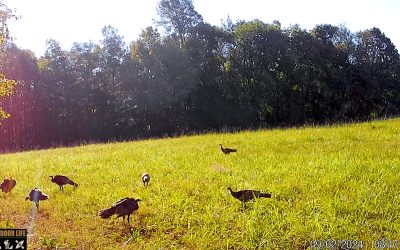Wild Turkey in Arkansas