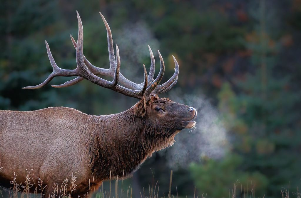 Elk’s Breath
