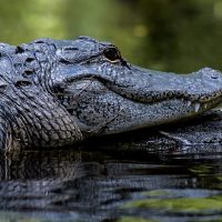 Kayaking with Gators: Florida’s Wild Beauty